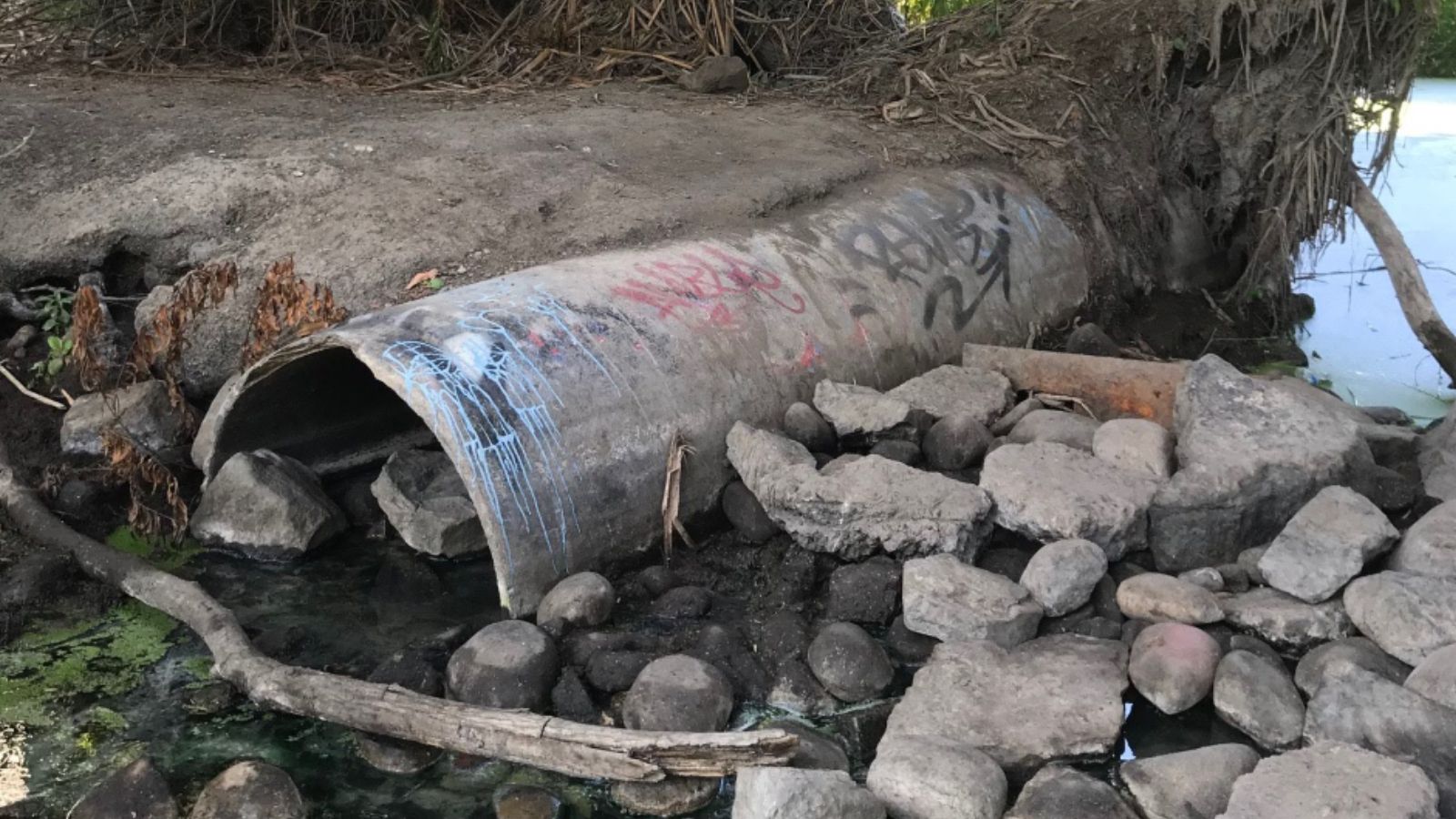 Stagnant conditions, such as those depicted here, are normal for the San Diego River during dry weather. This image shows the remains of an old sewer pipe, no longer in use, submerged in the San Diego River during stagnant, low flow conditions. Sanitary sewer mains, like this one, often run adjacent to urban streams because their siting at the lowest elevations in the watershed takes advantage of gravity flow to convey wastewater. During dry weather, the lack of hydrologic connectivity between the vadose zone, where sanitary sewer pipes are typically located, and the river allows for the buildup of anthropogenic contaminants in the subsurface. Then, during storm events, when adjacent areas become submerged (note high water line from debris on trees), sewage-contaminated source areas are flushed and water quality benchmarks for fecal indicator bacteria are exceeded by orders of magnitude.  Photo credit: Natalie Mladenov