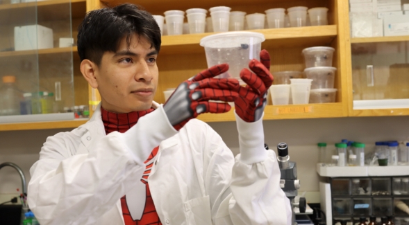 SDSU student Francisco Botello shows one of the black widows (his favorite species of spider) whose spider silk he studies.